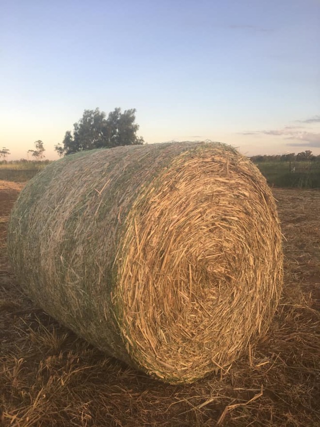 Round Bales 4 x 4 - Siberian Millet Hay