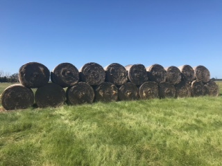 1200 x Pasture Hay Round Bales
