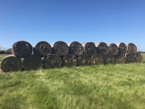 1200 x Pasture Hay Round Bales