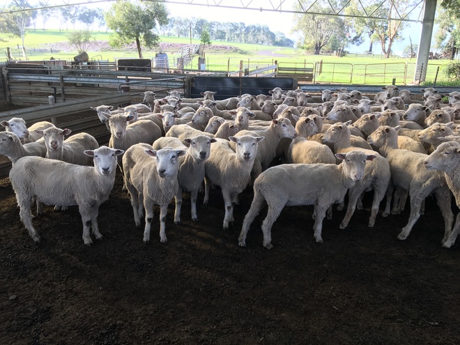 86 WS x M mixed age ewes SIL 114% to Southdown rams 