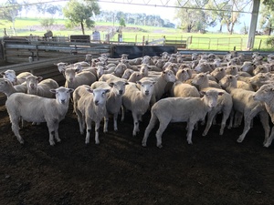 86 WS x M mixed age ewes SIL 114% to Southdown rams 