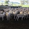 86 WS x M mixed age ewes SIL 114% to Southdown rams 
