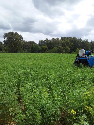 Small Lucerne Bales 2nd Cut Weed Free