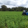 Small Lucerne Bales 2nd Cut Weed Free
