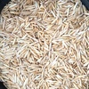 OATS SEED FOR SALE  