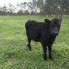 Friendly Pet Calf 