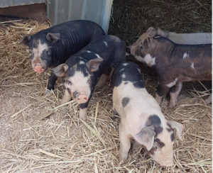 Baby Piglets ready for May/June