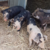 Baby Piglets ready for May/June