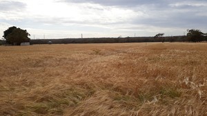 60 tonne Barley for sale