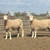1.5 year Poll Dorset Rams For Sale