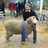 Loddon Valley District STUD MERINO Field Day Friday 26th of February 2021