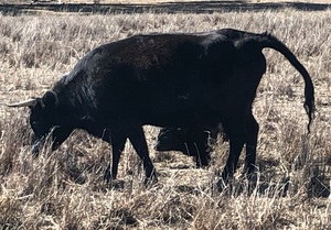 DEXTER BULL & COW with proven fertility