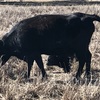 DEXTER BULL & COW with proven fertility