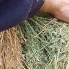 Lucerne Hay 500kg 8x4x3 Bales
