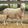 Under Auction - Lot 29 Highlander Ram 190111 (DLE Ram Auction A100 - 10th Sept via Auctionsplus) 