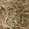 Barley Hay 8x4x3 Bales + Freight