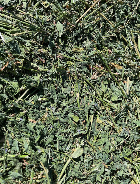 Prime Lucerne Small Squares