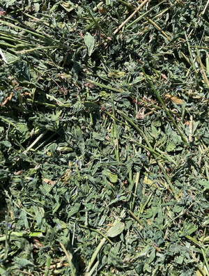 Prime Lucerne Small Squares