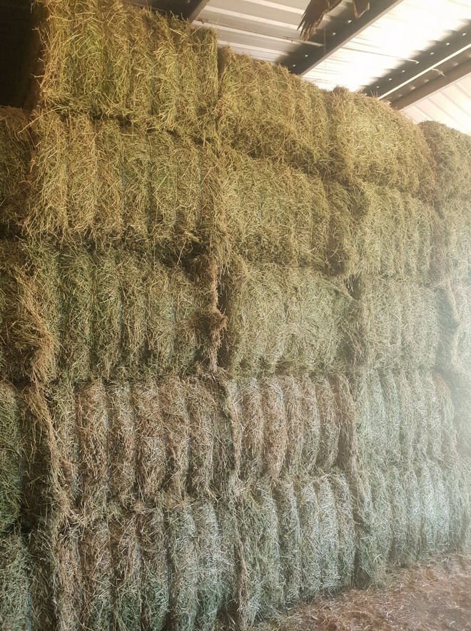 Lucerne 4x3. Clean leafy irrigated lucerne 3rd cut - Cowwarr river flats