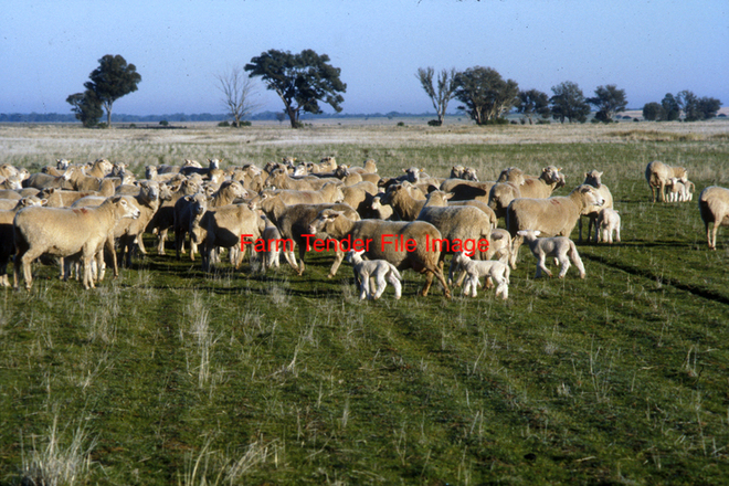 WANTED Sheep Agistment  