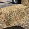 600 x Ryegrass Hay Small Square Bales