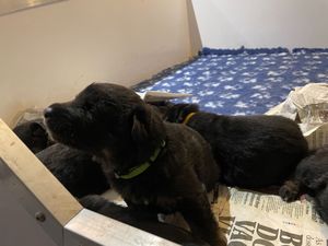 Kc Registered Pedigree German Shepherds