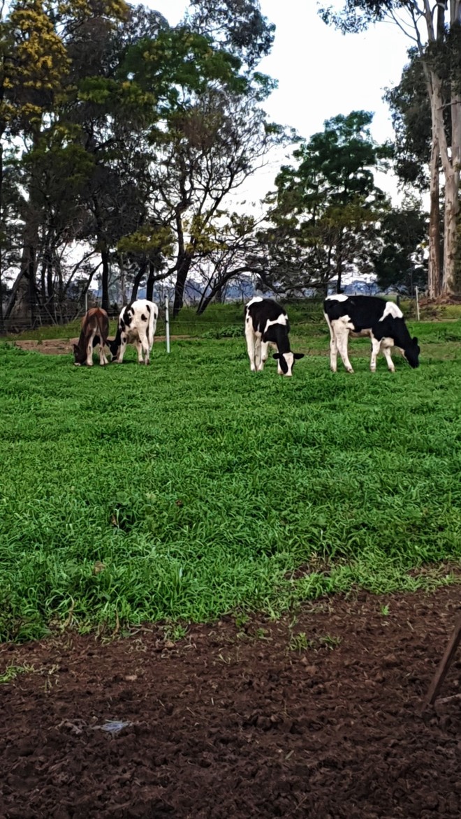 *WANTED* Dairy Farm for Lease 