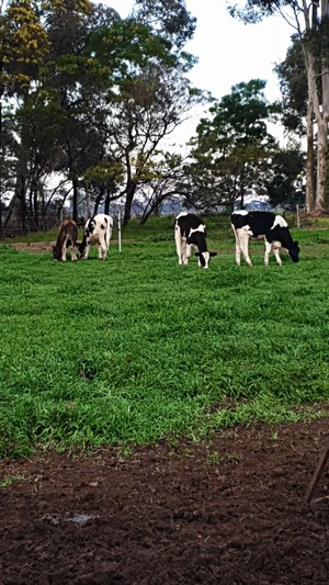 *WANTED* Dairy Farm for Lease 