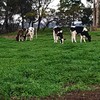 *WANTED* Dairy Farm for Lease 