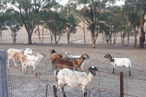 27 Damara sheep including dorper  x breeds