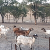 27 Damara sheep including dorper  x breeds