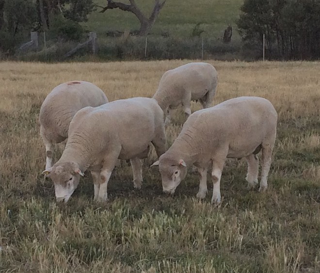 Poll Dorset Flock Rams - Stud Dorset Rams