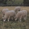 Poll Dorset Flock Rams - Stud Dorset Rams