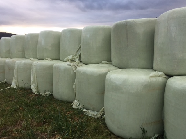Prime Lucerne silage hay 