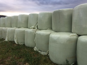 Prime Lucerne silage hay 
