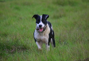 Kelpie collie boxer cross bitch