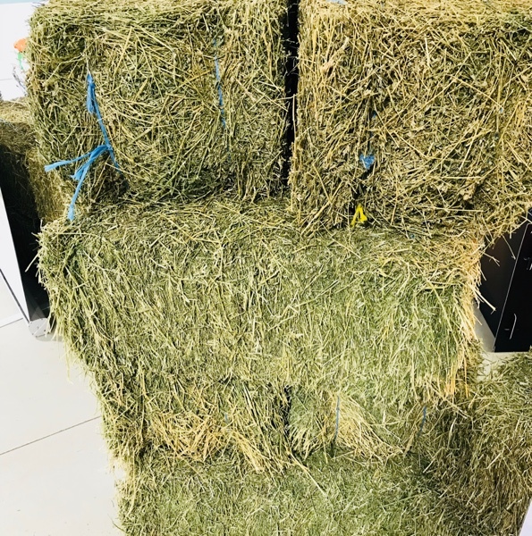 Small Lucerne Squares