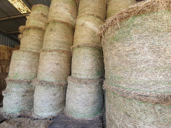 4x4 Mixed Grasses Rounds