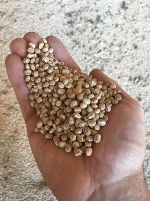 500mt Lupins ex farm **Just 100 mt left (3/19) **