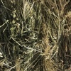 New season Oaten hay . Price is per Bale