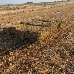 Oat Hay - Small Squares approximately 1000 bales - SOLD BY THE BALE