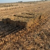 Oat Hay - Small Squares approximately 1000 bales - SOLD BY THE BALE