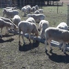 Ewes for Sale