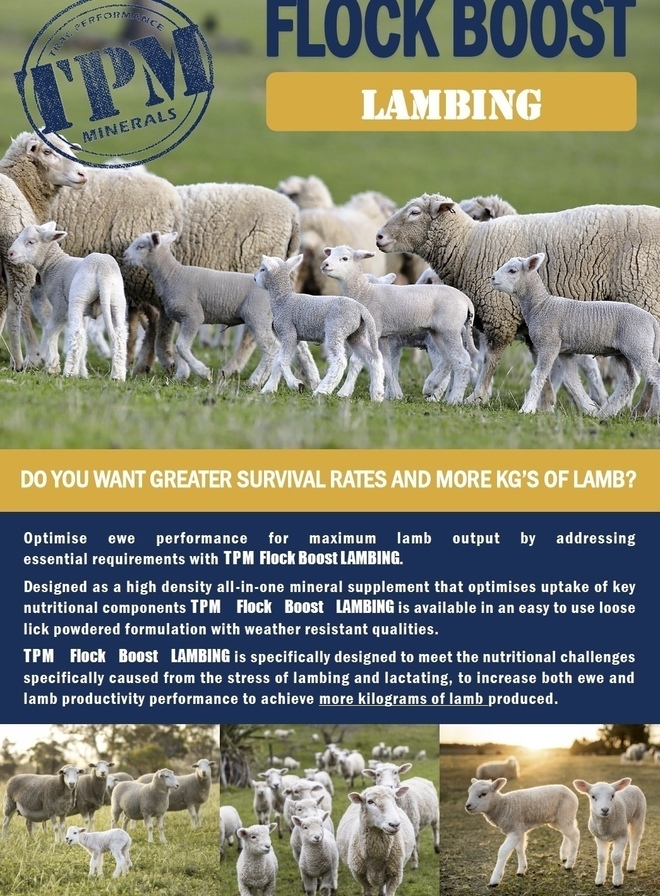 Under Auction - TPM Minerals Flock Boost LAMBING - 2% Buyers Premium On All Lots 