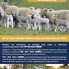 Under Auction - TPM Minerals Flock Boost LAMBING - 2% Buyers Premium On All Lots 