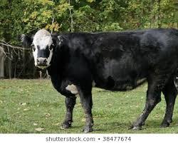 10 black baldy cows PTIC to Angus bull