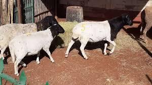 Dorper & Meat Merino sheep for sale.