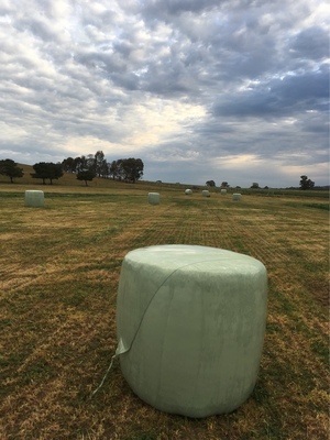 120 x Wheaten Silage Rolls