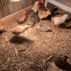 Chickens, Ducks & Quails 