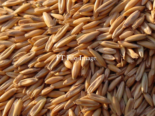 Oats Seed for Sale 